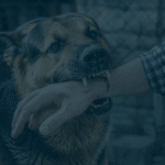 Wisconsin Dog Bites and Animal Attacks