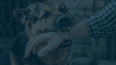 Wisconsin Dog Bites and Animal Attacks